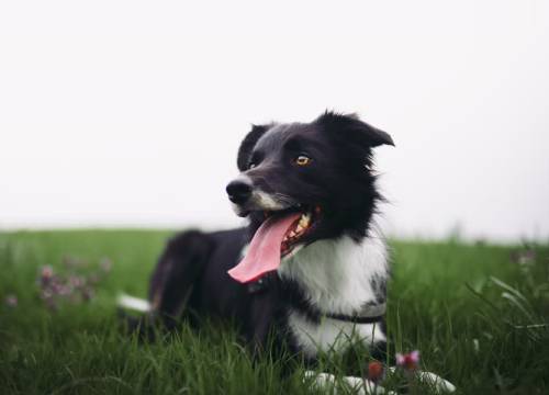 Meierijstad trekt overal één lijn als het over honden gaat
