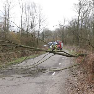 Omgewaaide boom in Sint-Oedenrode