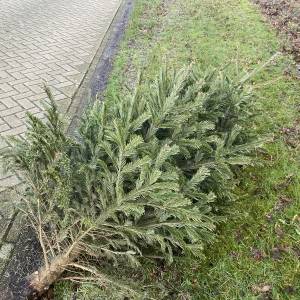 Kerstbomen worden opgehaald tussen 6 en 10 januari