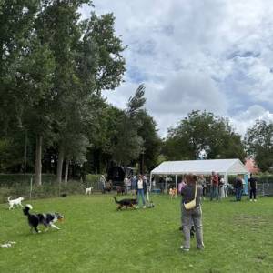 Dier en Plezier viert 5-jarig jubileum met feest voor hond én baas