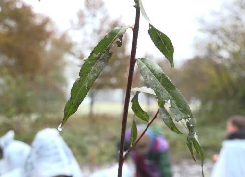 Boomfeestdag Meierijstad ondanks sneeuw niet in het water gevallen (video)