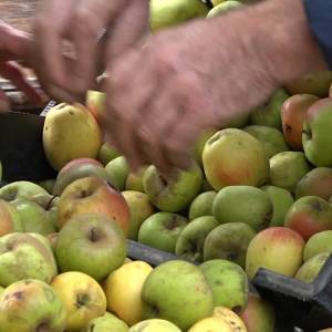 Sapdag Schaapskooi: ‘lekkerder dan uit de winkel’