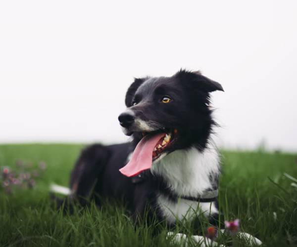 Meierijstad trekt overal één lijn als het over honden gaat