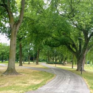 Gemeente daagt inwoners Meierijstad uit om mee te praten over bomen