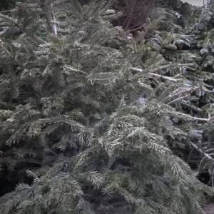 Inzameling kerstbomen