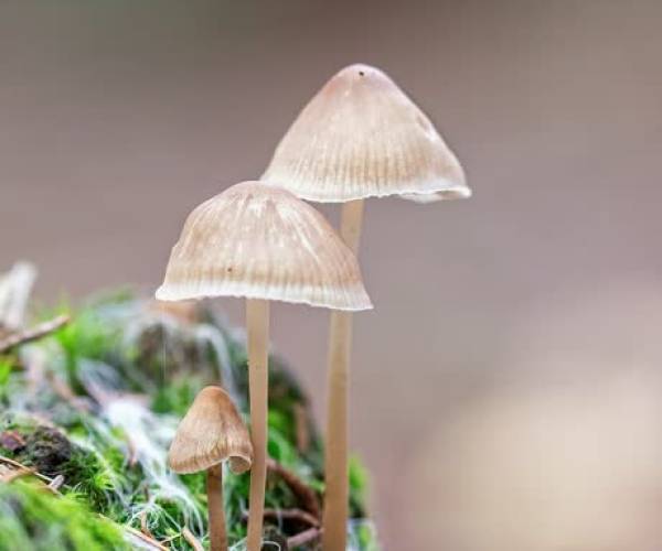 Herfstexcursie in de Aa-broeken