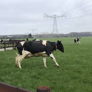 Vrolijke koeien bij boer de Koning in Eerde