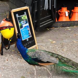 Wandelen, ontdekken en leren met waadpad in Streekpark Kienehoef (video)