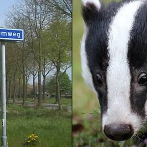 Voldoende ruimte dassen na bouw 96 woonunits? Rechter vindt van wel