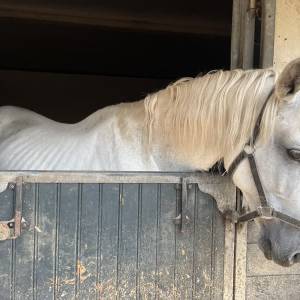 Uitgehongerde paarden door inspectiedienst in bewaring genomen