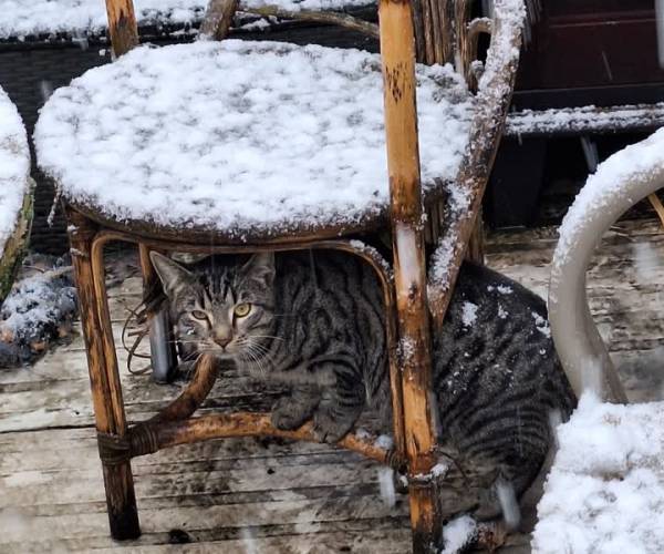 Sneeuwval in Meierijstad zorgt voor winters tafereel