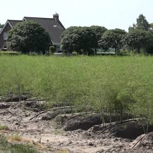 Doemscenario aspergetelers blijft uit: 
