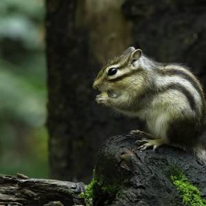 Fotogroep De Vriendschap organiseert jaarlijkse natuurexpositie