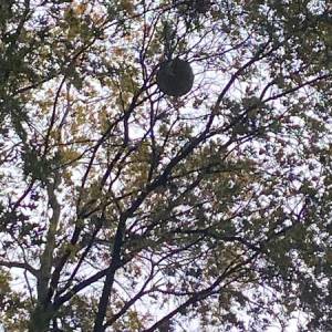 Imker verwijdert gigantisch hoornaarsnest van begraafplaats