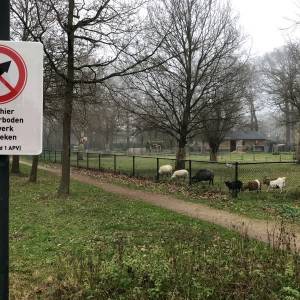 Vuurwerkvrije zone Dierenplein in Schijndel: ‘veel begrip en compliment voor de jeugd’