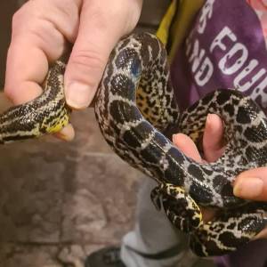 In Schijndel gevonden Anaconda opgehaald door eigenaar