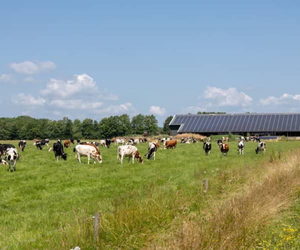 Nieuwe Samenwerking Mars En FrieslandCampina Om Uitstoot Van ...