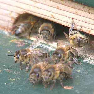 Massale sterfte onder bijenvolken in Meierijstad