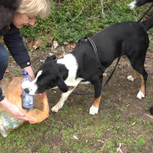 Honden helpen bij opschoondag in Veghel