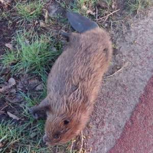 Dode bever gevonden in Sint-Oedenrode