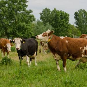 Provincie koopt grond van boeren die milieuvriendelijk willen werken