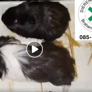 Cavia's 'over het hek gesmeten' in Sint-Oedenrode