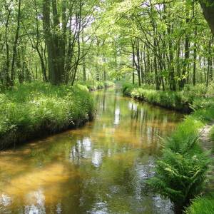 Natuurwandeling in Leenderbos met Heem-Natuurgroep Sint-Oedenrode