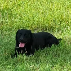 Klopjacht op zwarte labrador langs provinciale weg bij Boxtel