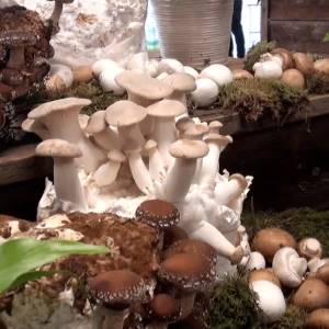 Hypermoderne champignonkwekerij geopend (video)