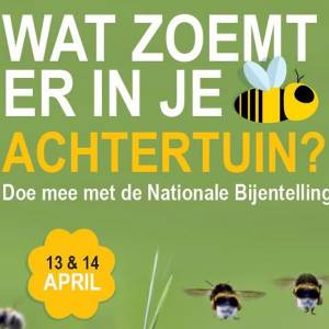 Wat zoemt er in je achtertuin?