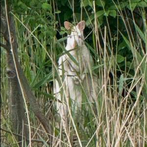 Bijzonder gezicht: Wallaby gespot in Veghel