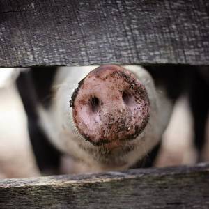 Herbestemming dertien gesaneerde varkenshouderijen in de maak