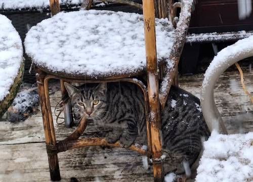 Sneeuwval in Meierijstad zorgt voor winters tafereel