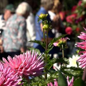 Kleurrijke Open Dag bij Tuinvereniging Arcadia (video)