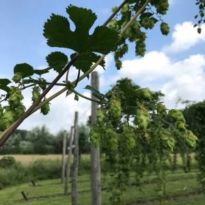 Hop, bier en brood tijdens Hopoogstfeestdag in Schijndel