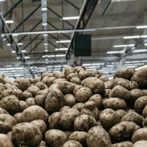 Goedkoop overtollige aardappels scheppen op de Noordkade