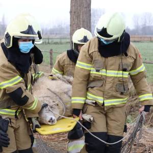 Brandweer maakt einde aan avontuur van schaap