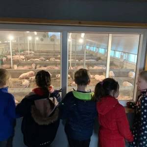 Varkens kijken in Sint-Oedenrode