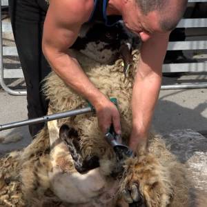 Schapenwol als duurzaam product (video)