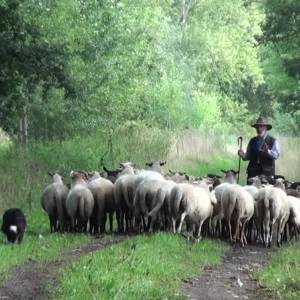 Schaapsherders gezocht (video)