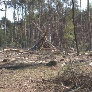 Omwonenden Vresselse Bos botsen met Staatbosbeheer over bomenkap