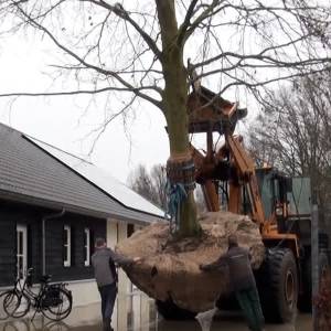 50-jarige beuk krijgt ander plekje op erf in Sint-Oedenrode (video)