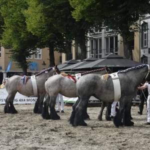 Fokpaardendag 2022 weer in manege in Sint-Oedenrode