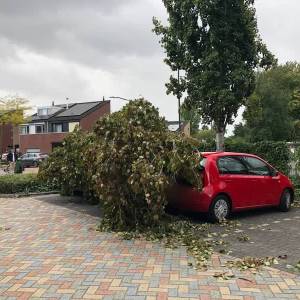 Omgewaaide boom beschadigt 3 auto's op Moerven Veghel