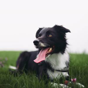 Meierijstad trekt overal één lijn als het over honden gaat