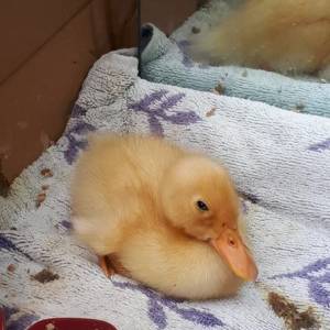 Eendenkuikens in Veghel dood door lage waterstand: 'Laat bedrijven vijvers adopteren'