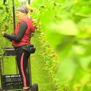 'Zonder arbeidsmigranten kunnen we sluiten', Soft Fruit dolblij dat het meer mensen mag huisvesten