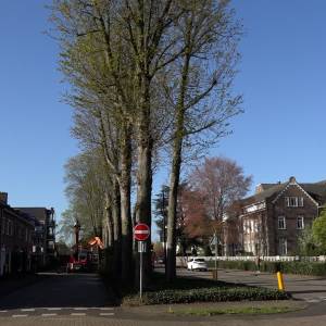 66 jaar oude bomen in de Kloosterstraat geveld (video)
