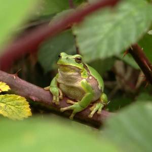 Heem-natuurgroep Sint-Oedenrode gaat wandelen in Oirschot