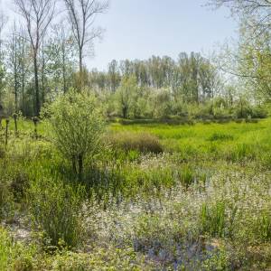 Jeugdnatuurwacht gaat bomen en struiken planten